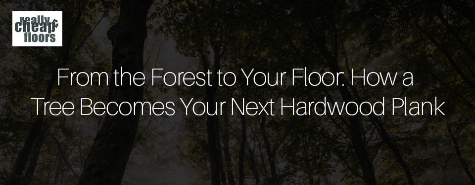 From the Forest to Your Floor How a Tree Becomes Your Next Hardwood Plank