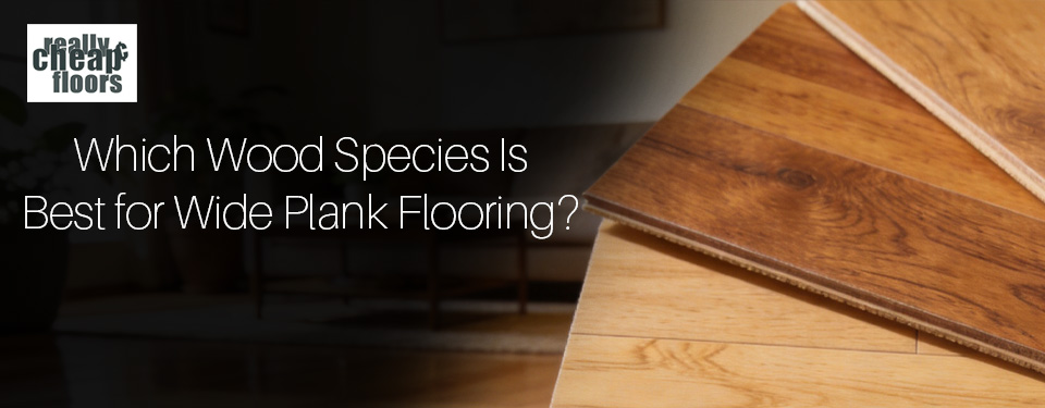 Which Wood Species Is Best for Wide Plank Flooring text over a photo of wide plank hardwood flooring samples fanned out to show different species